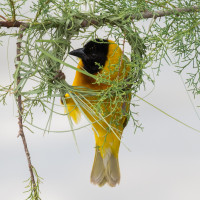 Black-headed Weaver